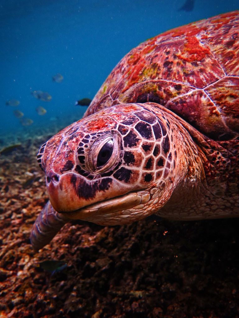 Sea Turtle Headstarting